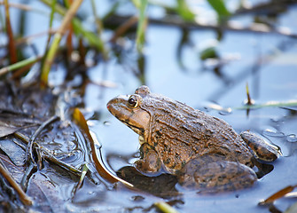 Image showing Frog in pond