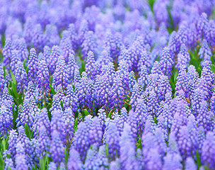 Image showing Purple muscari botryoides 