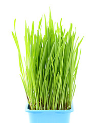 Image showing Wheatgrass in flowerpot