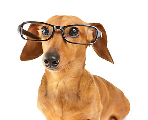 Image showing Dachshund dog wear glasses