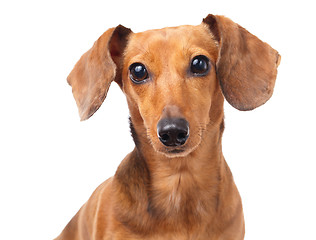 Image showing Dachshund dog portrait 
