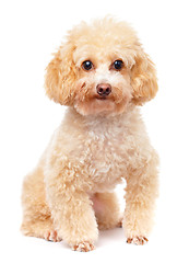 Image showing Dog poodle 