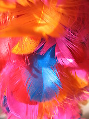 Image showing Colourful feathers