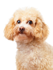 Image showing Dog poodle portrait 