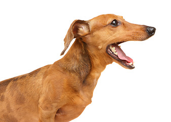 Image showing Dachshund dog yelling