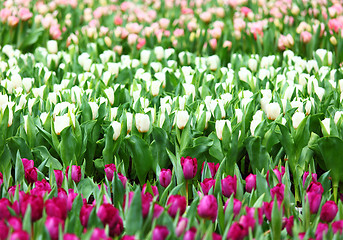 Image showing Colorful tulips 