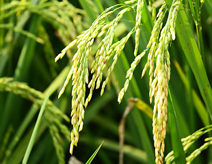 Image showing Paddy rice field close up