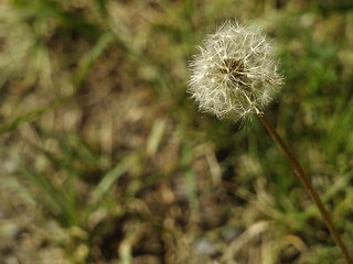 Image showing dandelion