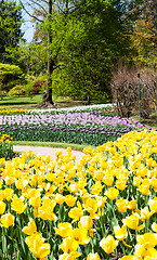 Image showing Tulips garden