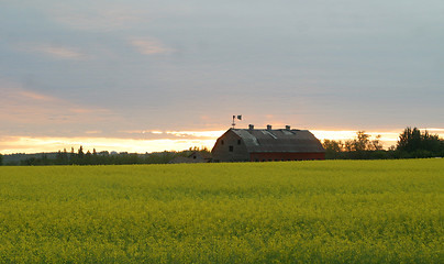 Image showing barn in canola field