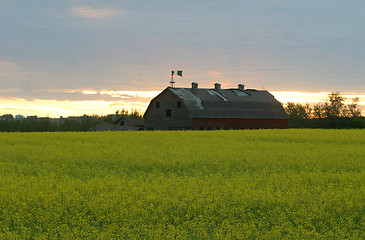 Image showing barn in canola field