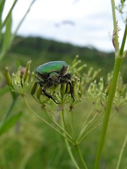 Image showing May Beatle