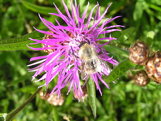 Image showing Bumblebee