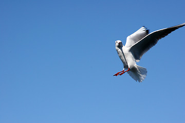 Image showing Seagull