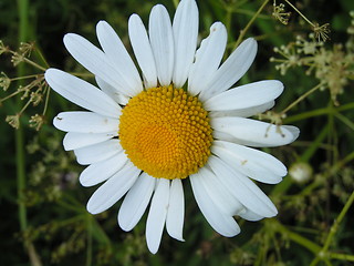 Image showing Camomile