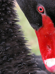 Image showing black swan