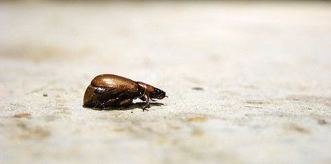 Image showing small brown beetle