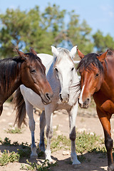 Image showing group of horses outside horse ranch in summer