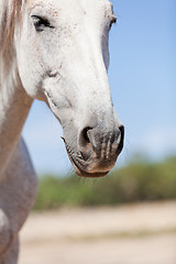 Image showing beautiful pura raza espanola pre andalusian horse