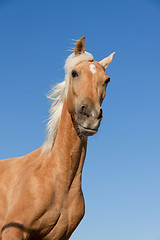 Image showing beautiful blond cruzado horse outside horse ranch field