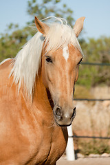 Image showing beautiful blond cruzado horse outside horse ranch field