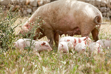 Image showing cute little pig piglet outdoor in summer 