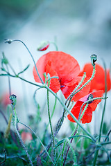 Image showing beautiful red poppy poppies in green and blue closeup