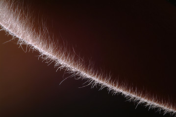 Image showing hine hairs