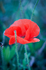 Image showing beautiful red poppy poppies in green and blue closeup