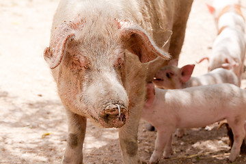 Image showing cute little pig piglet outdoor in summer 