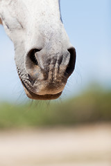 Image showing beautiful pura raza espanola pre andalusian horse