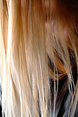 Image showing blond hair