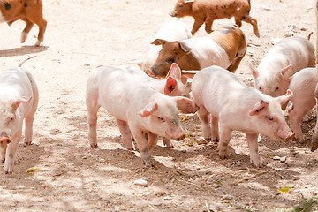 Image showing cute little pig piglet outdoor in summer 