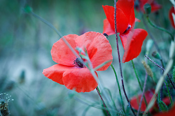 Image showing beautiful red poppy poppies in green and blue closeup