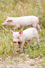 Image showing cute little pig piglet outdoor in summer 