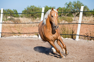 Image showing beautiful blond cruzado horse outside horse ranch field