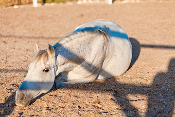 Image showing beautiful pura raza espanola pre andalusian horse