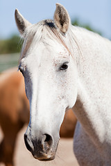 Image showing beautiful pura raza espanola pre andalusian horse