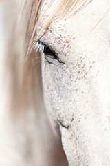 Image showing beautiful pura raza espanola pre andalusian horse