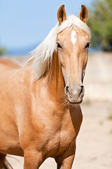 Image showing beautiful blond cruzado horse outside horse ranch field