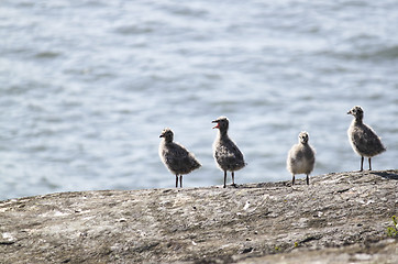 Image showing seagull