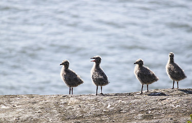 Image showing seagull