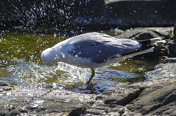 Image showing seagull