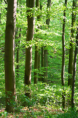 Image showing Forest