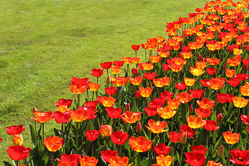 Image showing Holland tulip fields