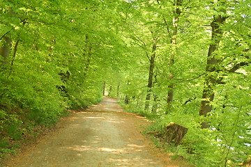 Image showing Springtime Forest