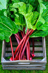 Image showing Box with rhubarb