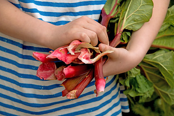 Image showing Harvesting rhubarb