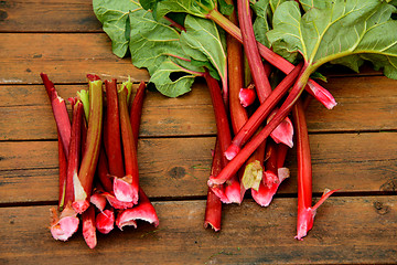 Image showing Harvesting rhubarb