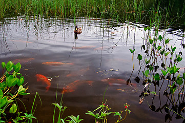 Image showing Fish pond